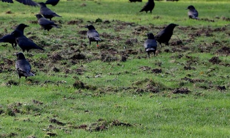 Last van vogelschade