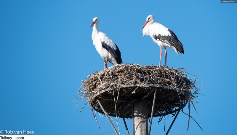 Kraanvogel Trofee